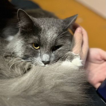 Британский длинношёрстный, взрослый кот