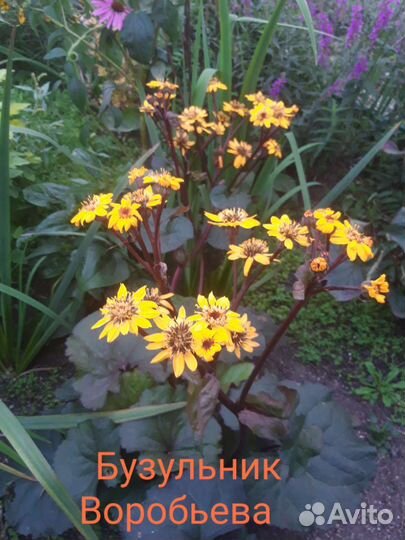 Бузульники 5 видов