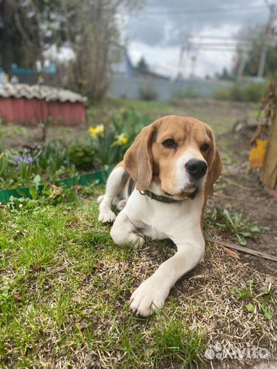 Бигль для вязки