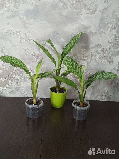 Комнатные растения аглаонема страйпс /stripes