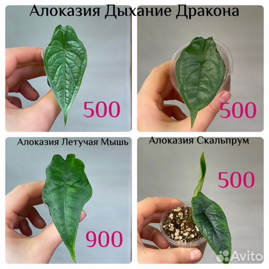 Алоказия детки