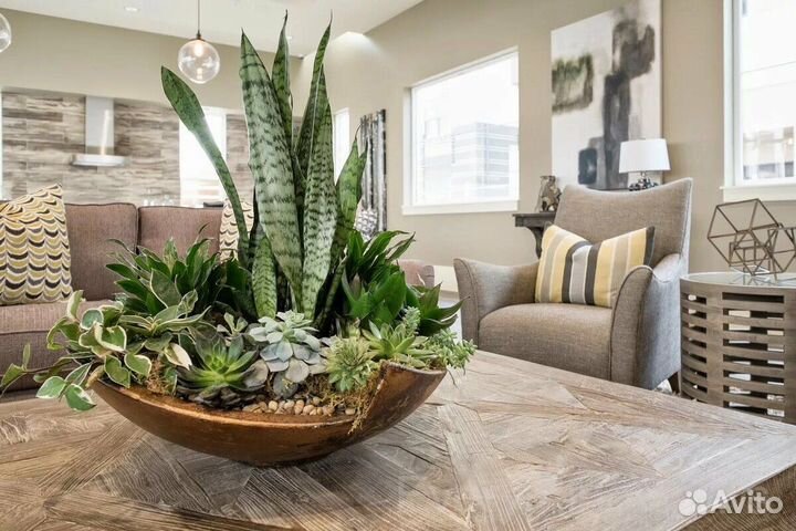 Домашние цветы в интерьере