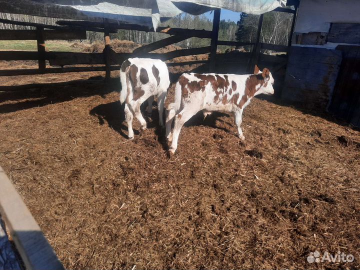 Джерси голштины