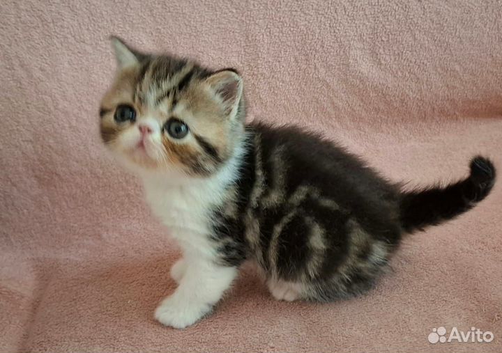 Экзотические короткошерстные котята