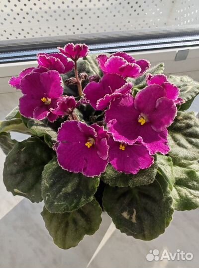 Фиалки цветущие в горшке