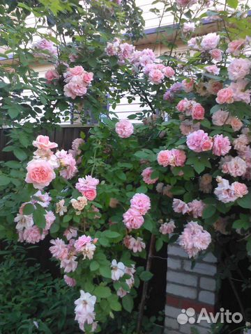 Растения для сада