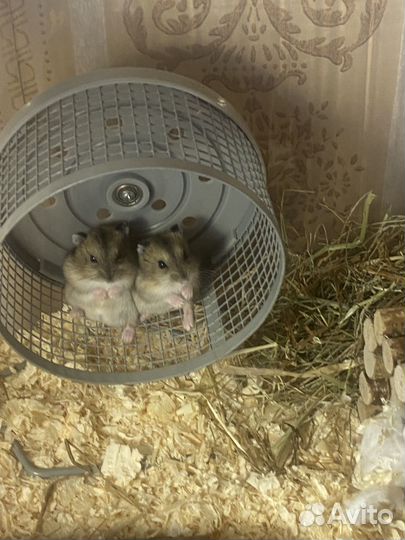 Джунгарский хомяк