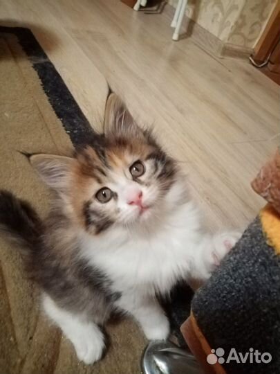 Котята муйн кун
