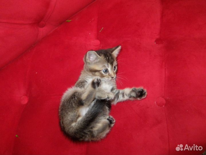 Шотландские котята, девочки, чёрное золото