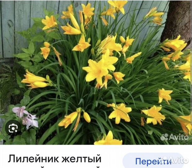 Многолетники садовые