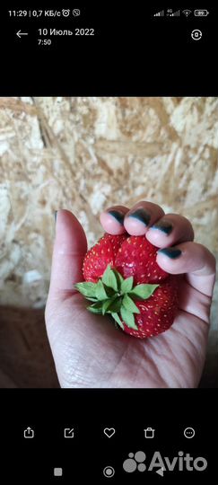 Рассада ремонтантной клубники