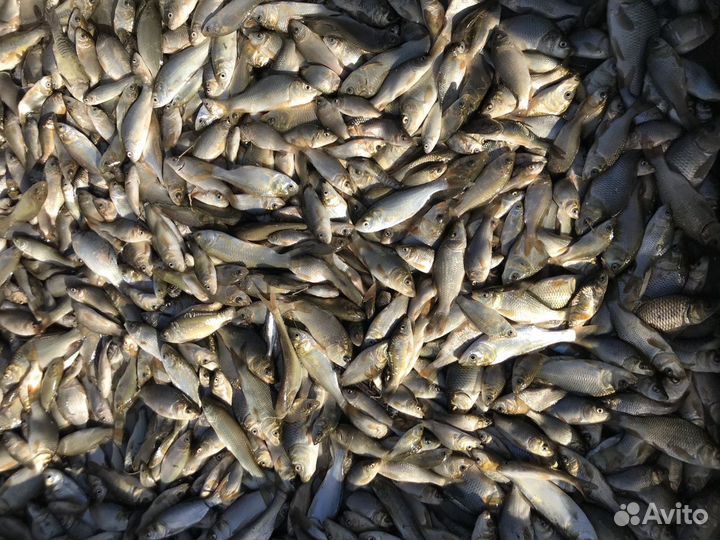 Малек карпа