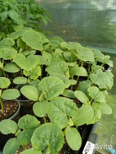 Рассада помидор, огурцов, перца, баклажан