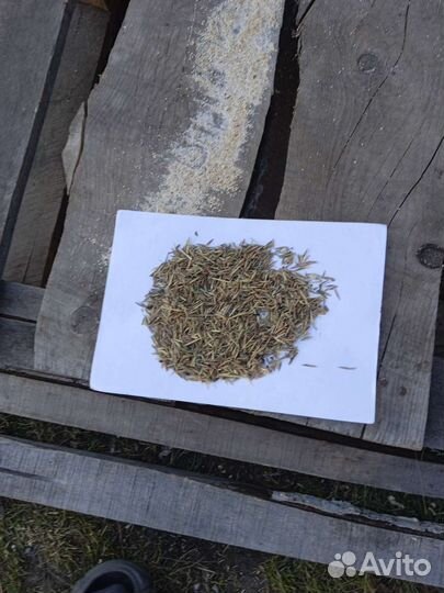 Семена костра