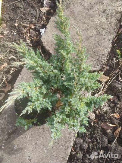 Можжевельник блю альпс