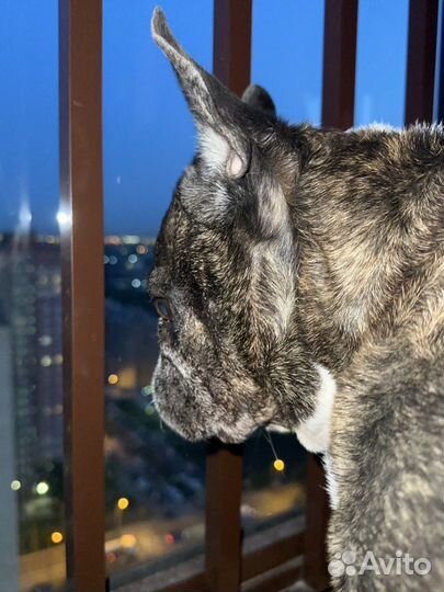 Французский бульдог отдам в добрые руки