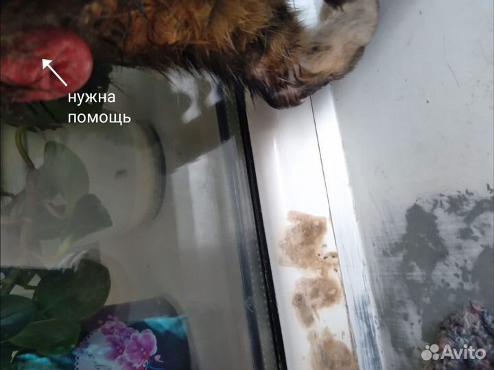 Кошечка в беде