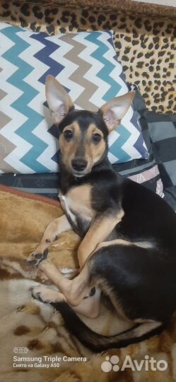 Собаки щенки бесплатно