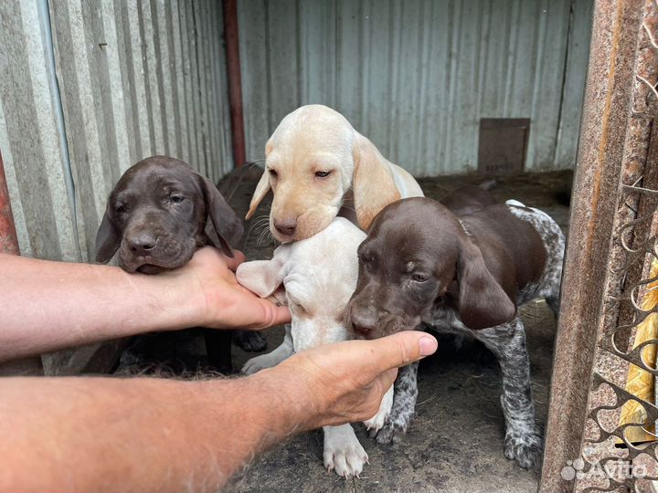 Щенки курцхаара