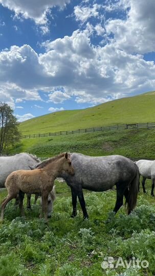 Продам кобыл с жеребенком