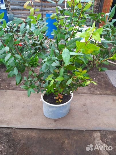 Лавровый куст