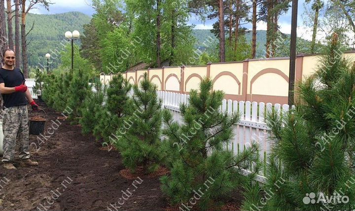 Сибирский кедр экстра класс. Саженцы