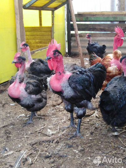 Инкубационное яйцо голошейки