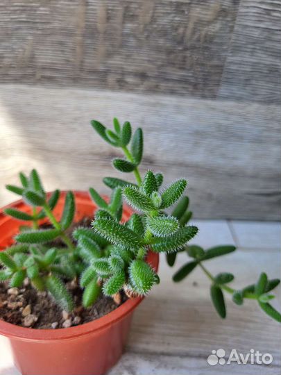 Кактусы и Суккуленты