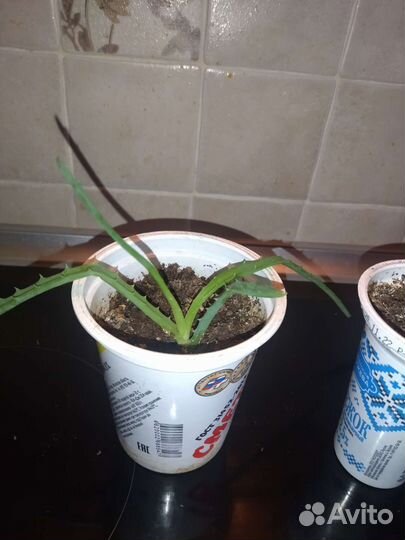 Алоэ лечебный,столетник,хирург б/н домашний лекарь