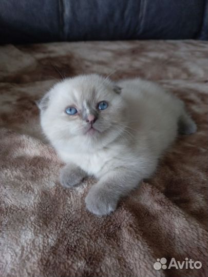 Шотландские котята