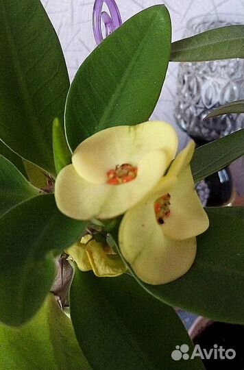 Молочай жёлтый