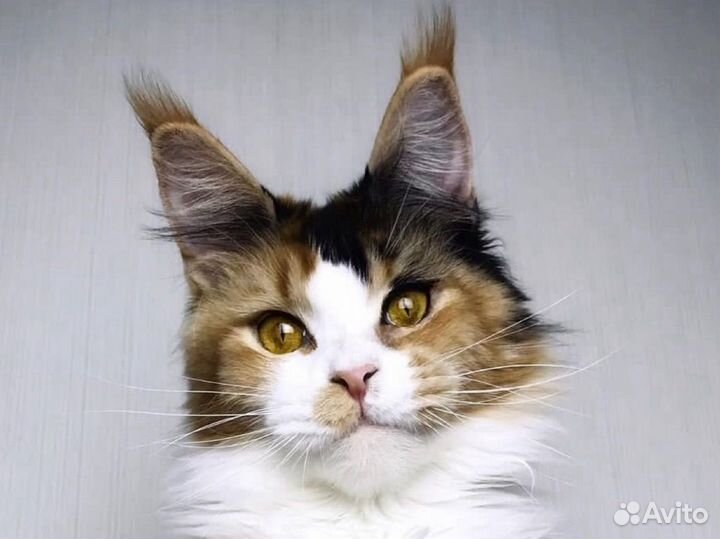 Кошка Мейн кун в любимцы