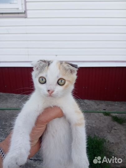 Отдам веслоухих котят