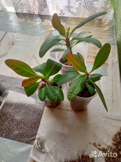 Молочай миля крупноцветковый