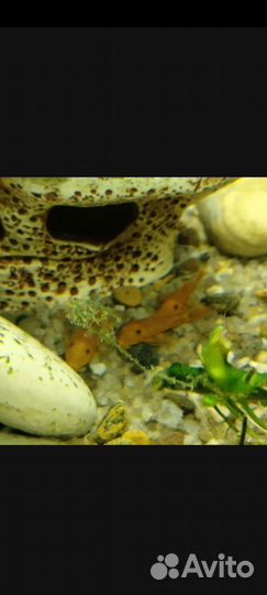 Сомики анциструсы ред