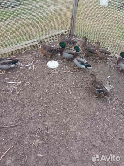 Утки подсадные