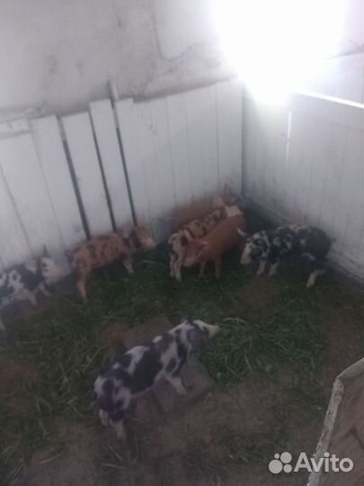 Поросята дюрок+ландрас