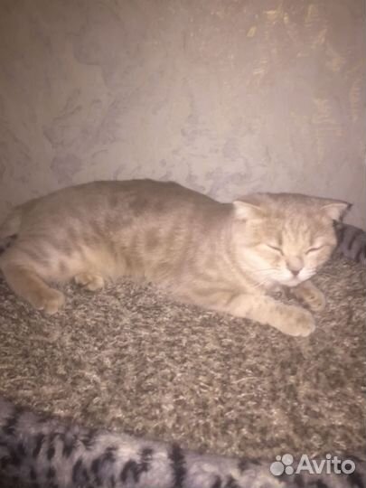 Кошечка в добрые руки