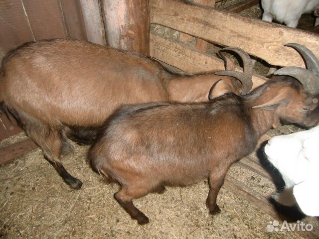 Козы молочные