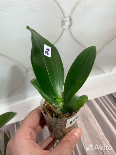 Орхидея PF 6138