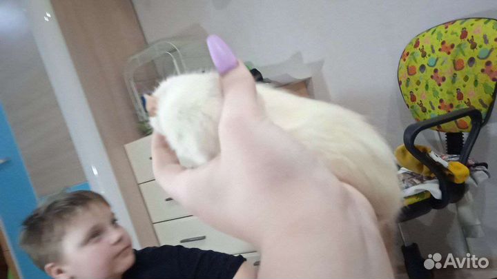 Грызуны с клеткой