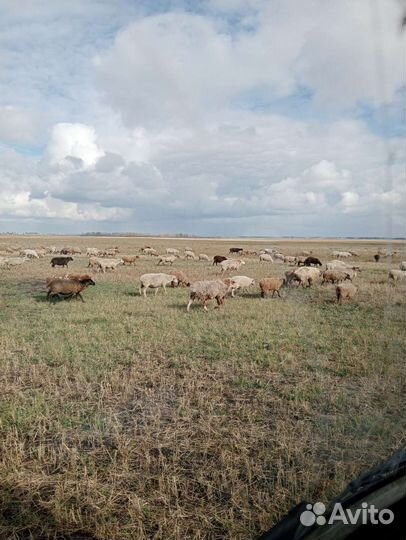 Овцы бараны