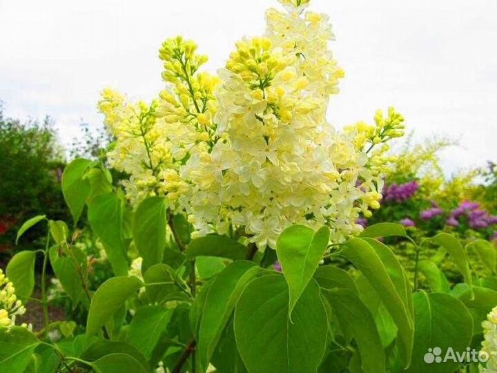 Сирень Примроуз-Primrose