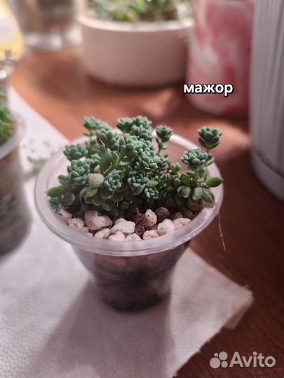 Суккуленты, растения, седум