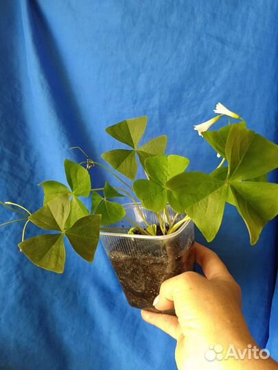 Кислица(Оксалис)