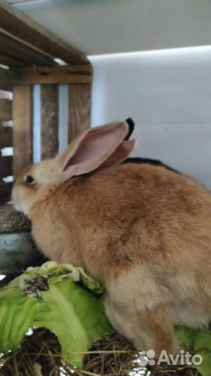 Продам гуппи