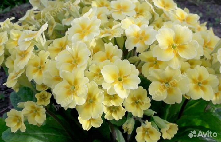 Примулы 5 цветов и ушковые и канделябровые