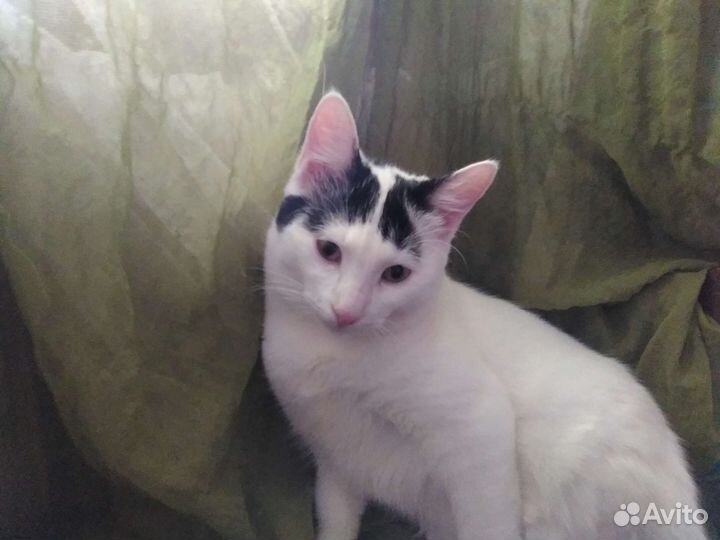 Кот 