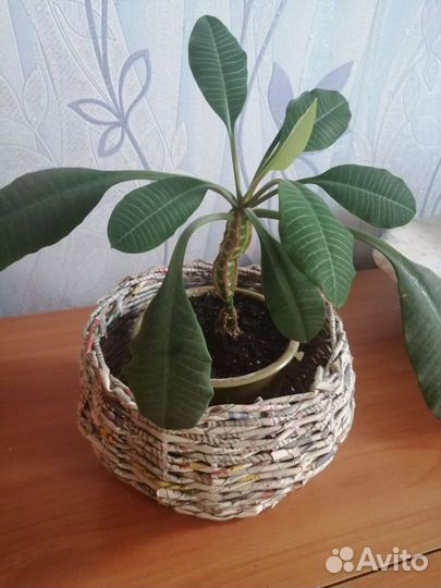 Молочай комнатный