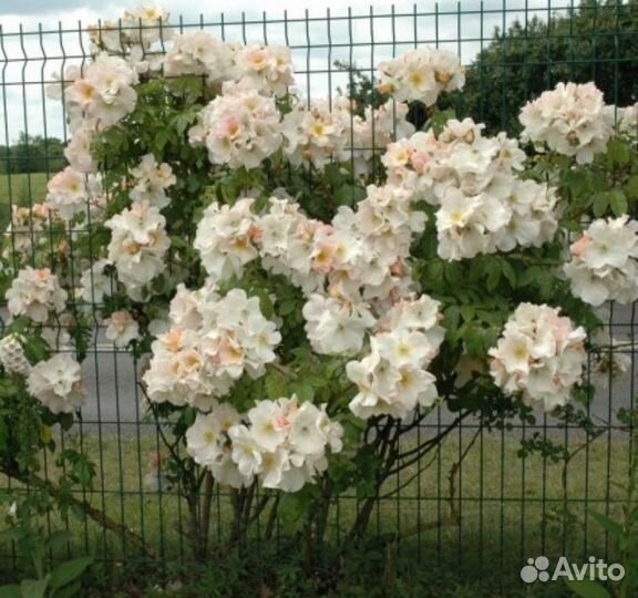 Саженец розы Салли холмс, окс, осень